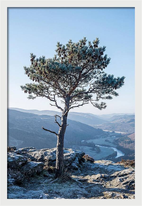 Scots Pine Against Scenic Landscape