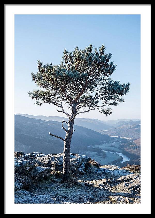 Scots Pine Against Scenic Landscape