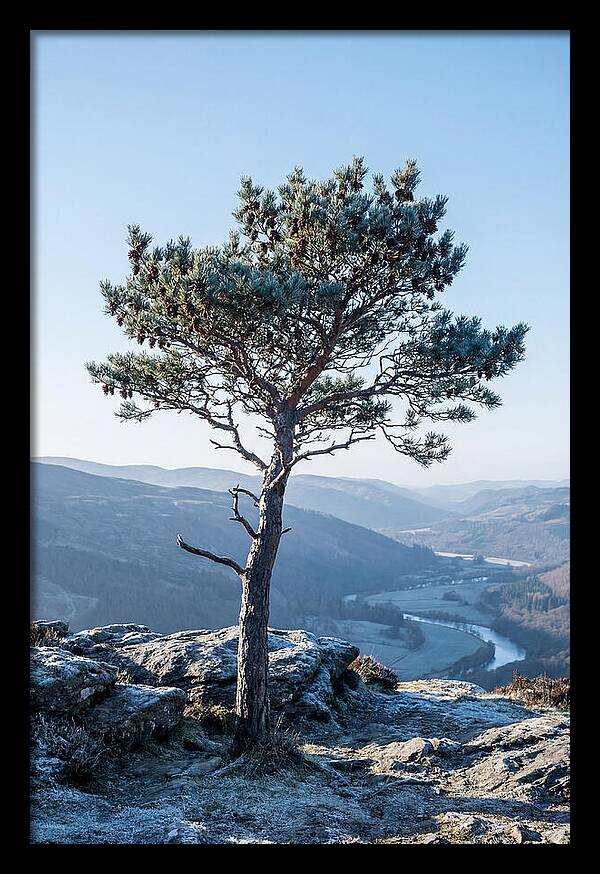 Scots Pine Against Scenic Landscape