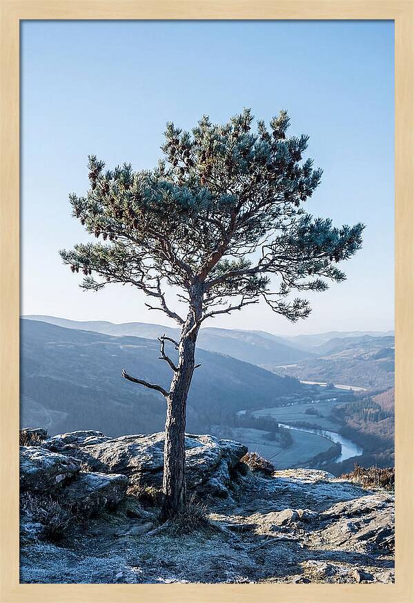 Scots Pine Against Scenic Landscape