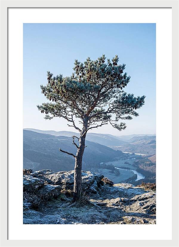 Scots Pine Against Scenic Landscape