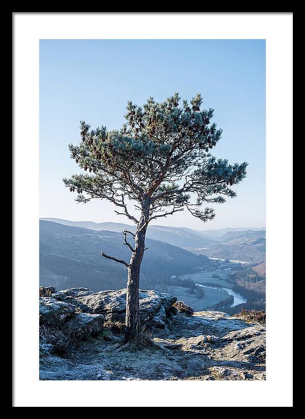 Scots Pine Against Scenic Landscape