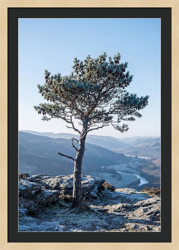 Scots Pine Against Scenic Landscape