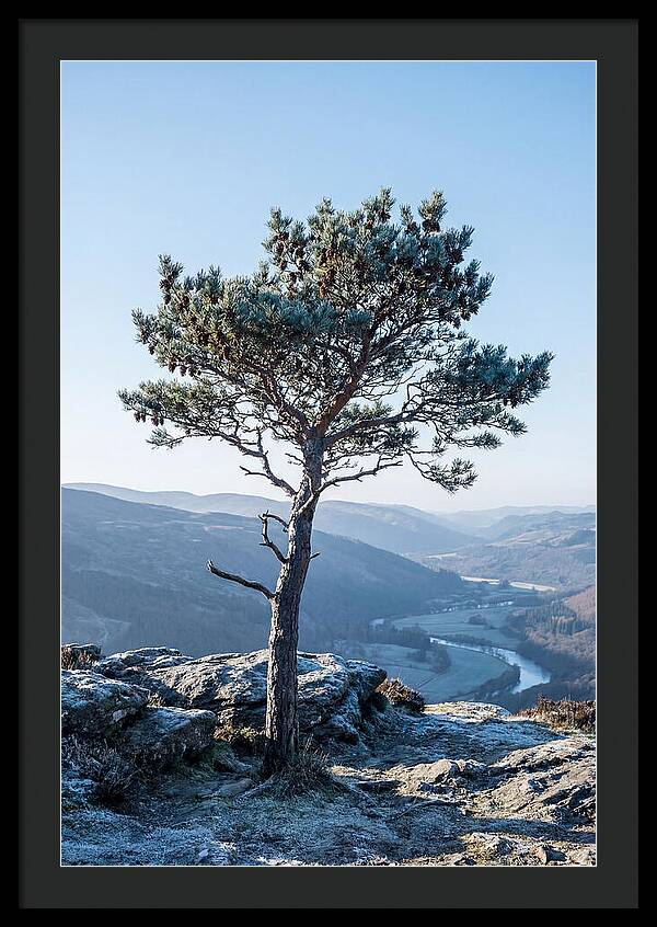 Scots Pine Against Scenic Landscape