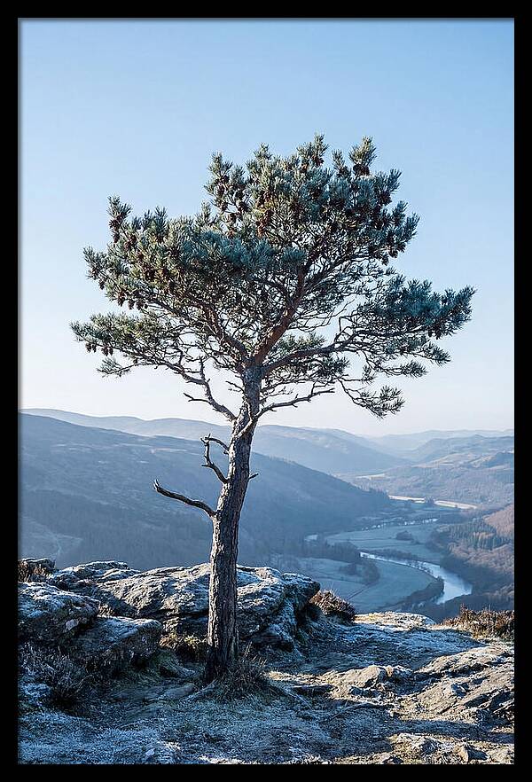 Scots Pine Against Scenic Landscape