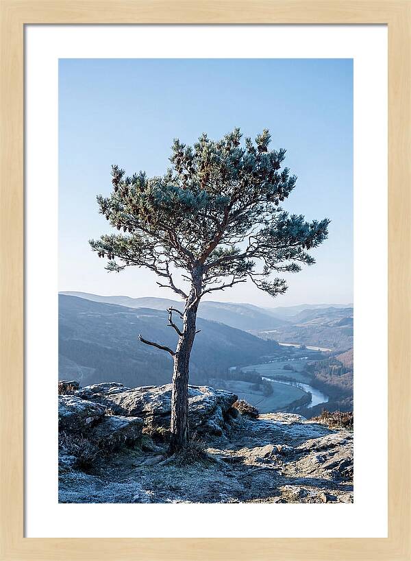Scots Pine Against Scenic Landscape
