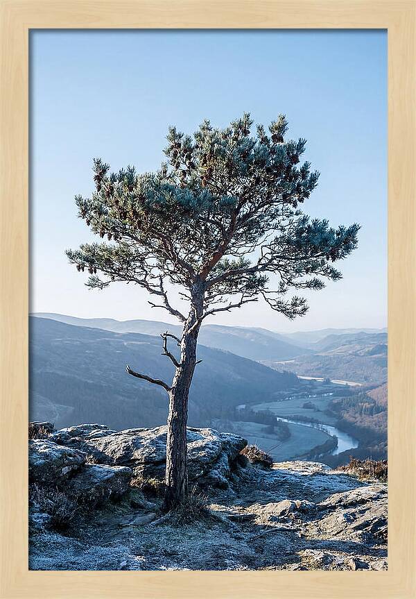 Scots Pine Against Scenic Landscape