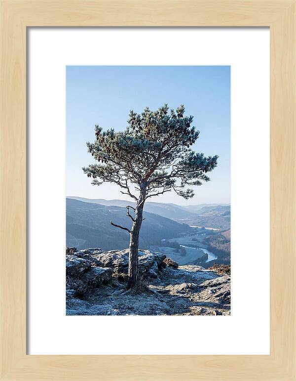 Scots Pine Against Scenic Landscape