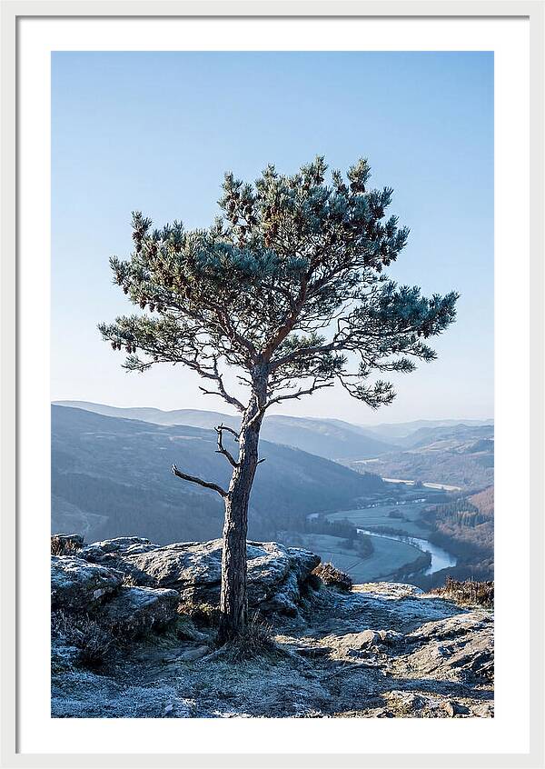 Scots Pine Against Scenic Landscape