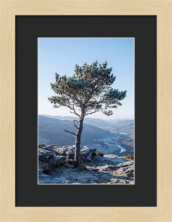 Scots Pine Against Scenic Landscape