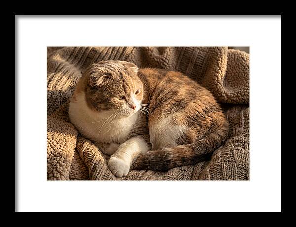 Scottish Fold Cat Relaxing