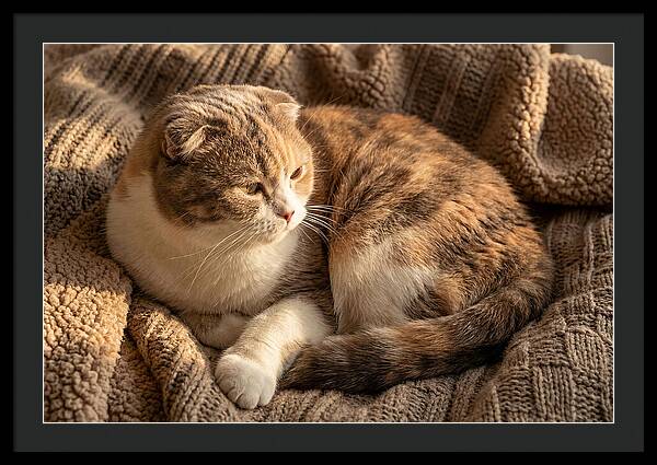 Scottish Fold Cat Relaxing