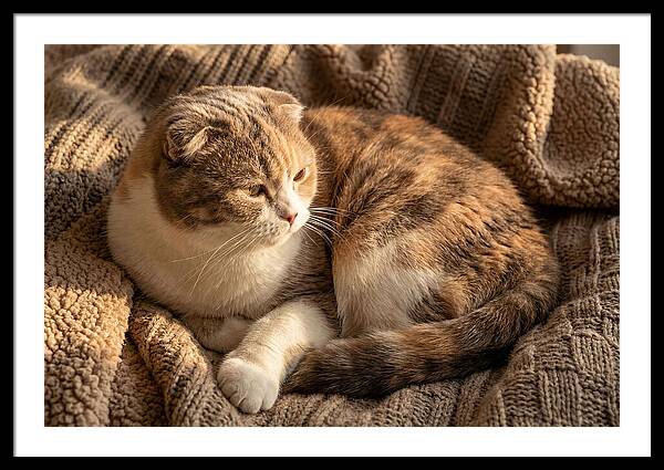 Scottish Fold Cat Relaxing