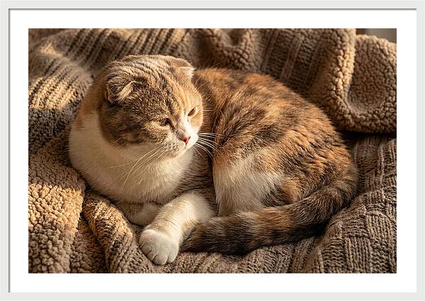 Scottish Fold Cat Relaxing