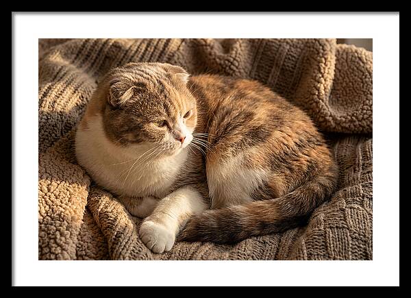Scottish Fold Cat Relaxing