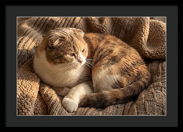 Scottish Fold Cat Relaxing