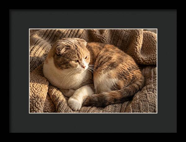 Scottish Fold Cat Relaxing