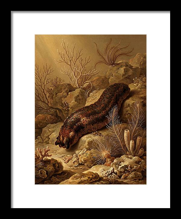 Sea Cucumber Among Coral Reefs