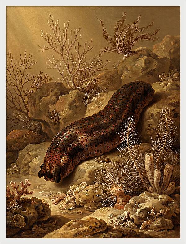 Sea Cucumber Among Coral Reefs