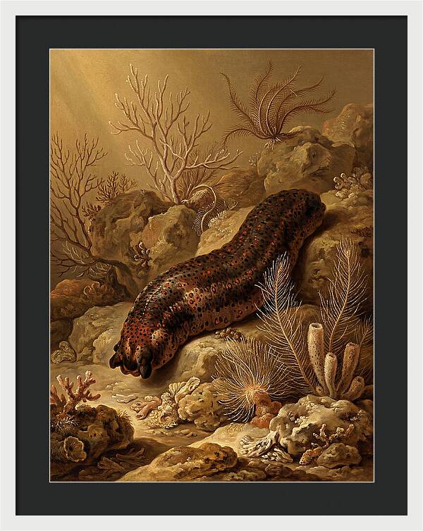 Sea Cucumber Among Coral Reefs