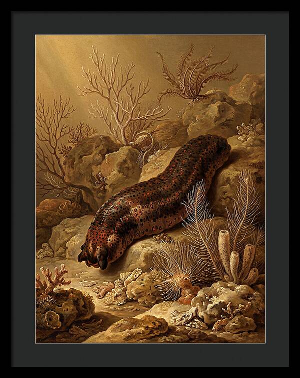 Sea Cucumber Among Coral Reefs