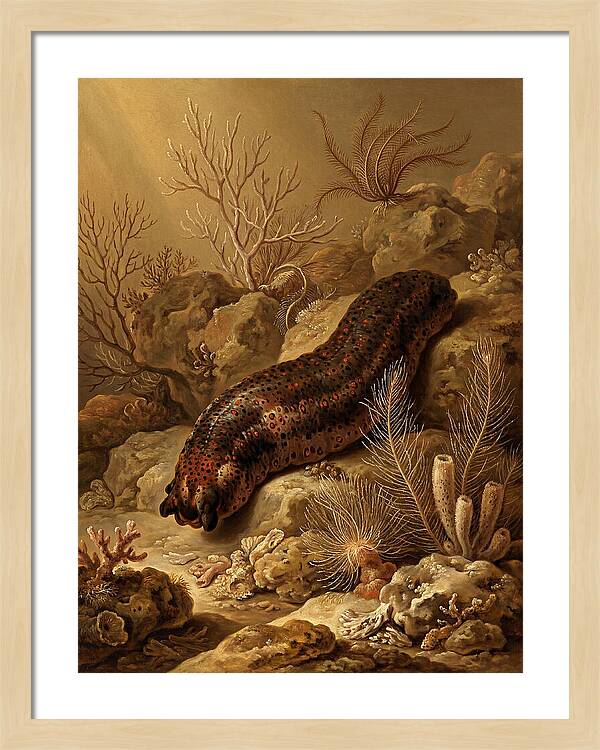 Sea Cucumber Among Coral Reefs