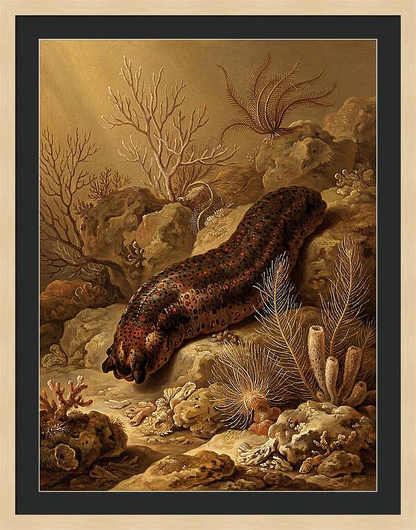 Sea Cucumber Among Coral Reefs