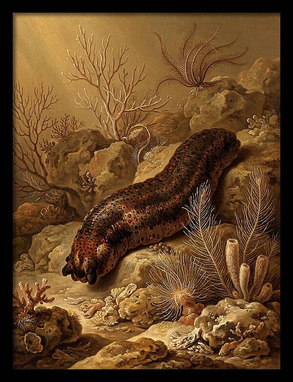 Sea Cucumber Among Coral Reefs