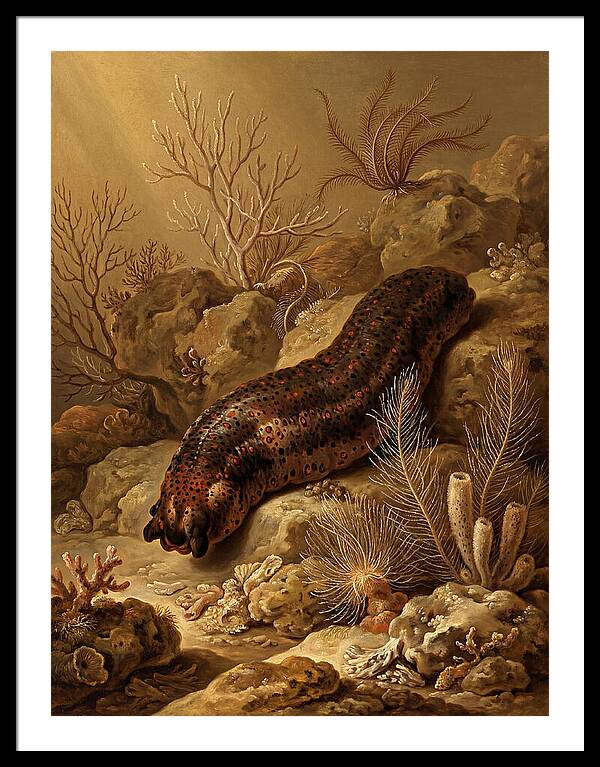 Sea Cucumber Among Coral Reefs