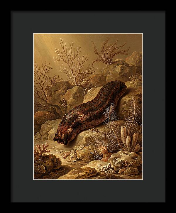 Sea Cucumber Among Coral Reefs