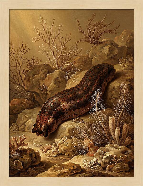 Sea Cucumber Among Coral Reefs