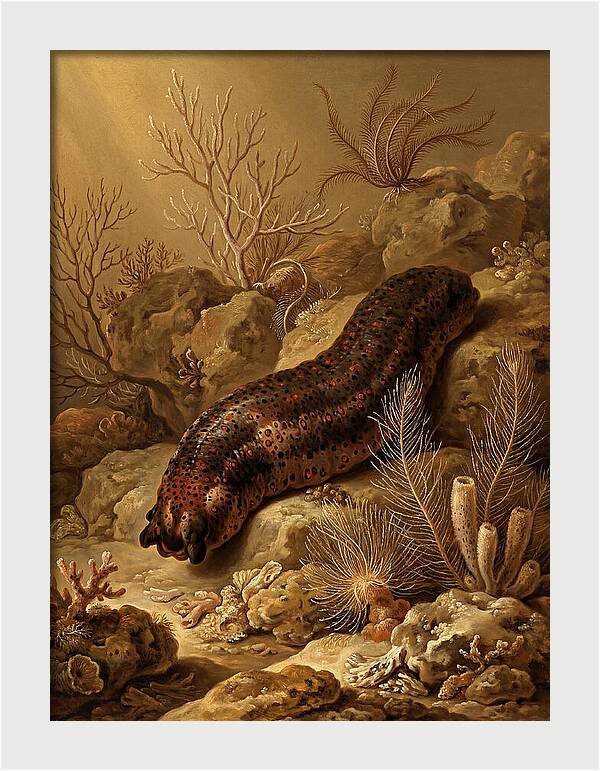 Sea Cucumber Among Coral Reefs