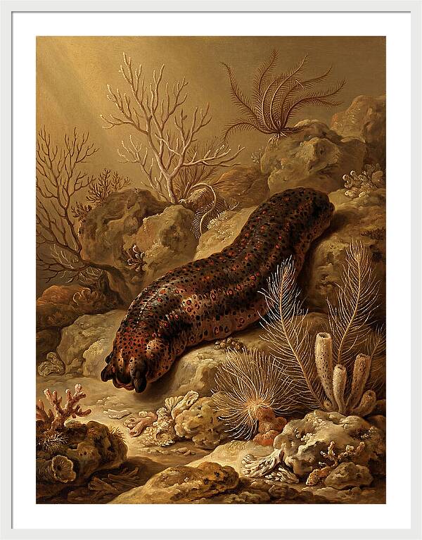 Sea Cucumber Among Coral Reefs