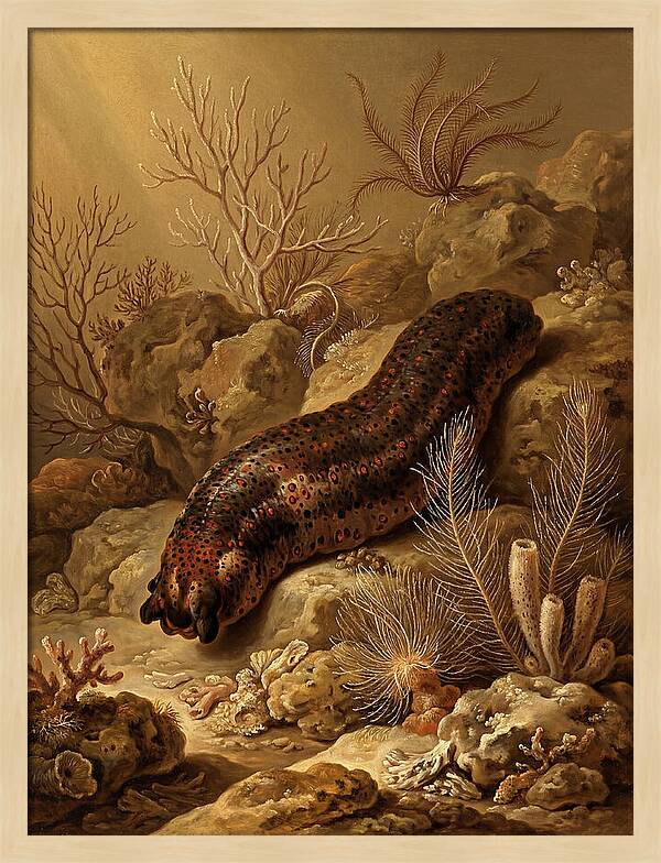 Sea Cucumber Among Coral Reefs
