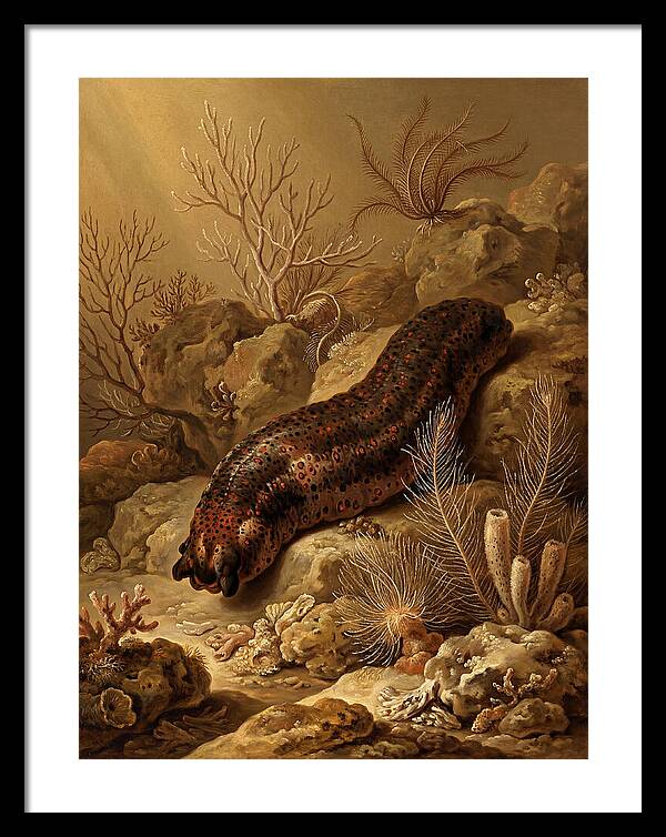 Sea Cucumber Among Coral Reefs