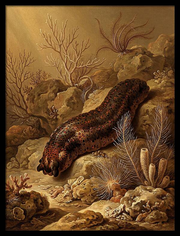 Sea Cucumber Among Coral Reefs