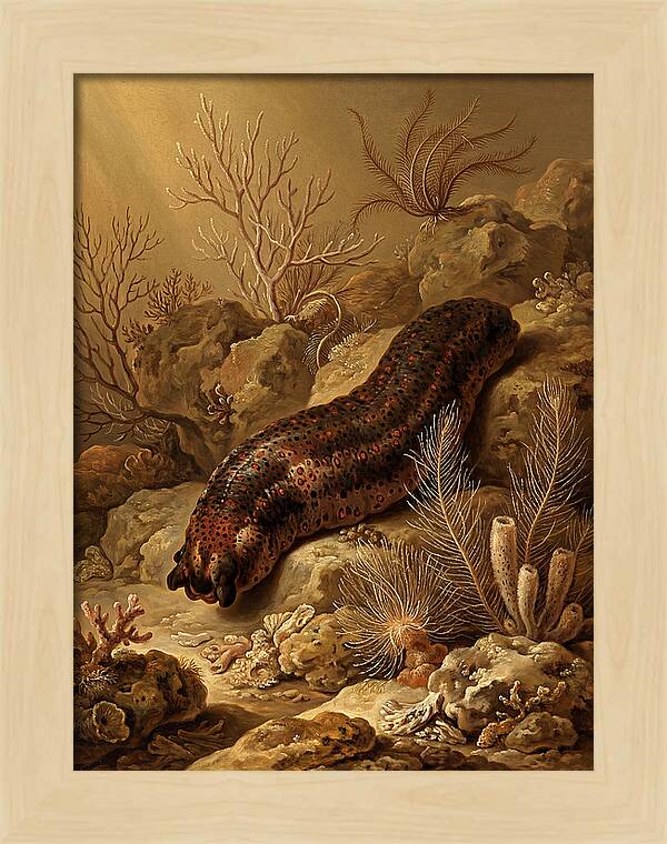 Sea Cucumber Among Coral Reefs