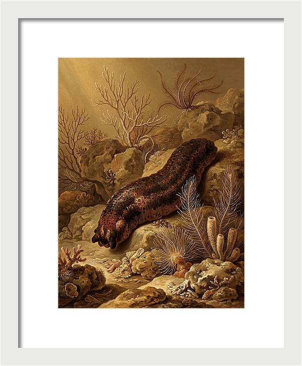 Sea Cucumber Among Coral Reefs