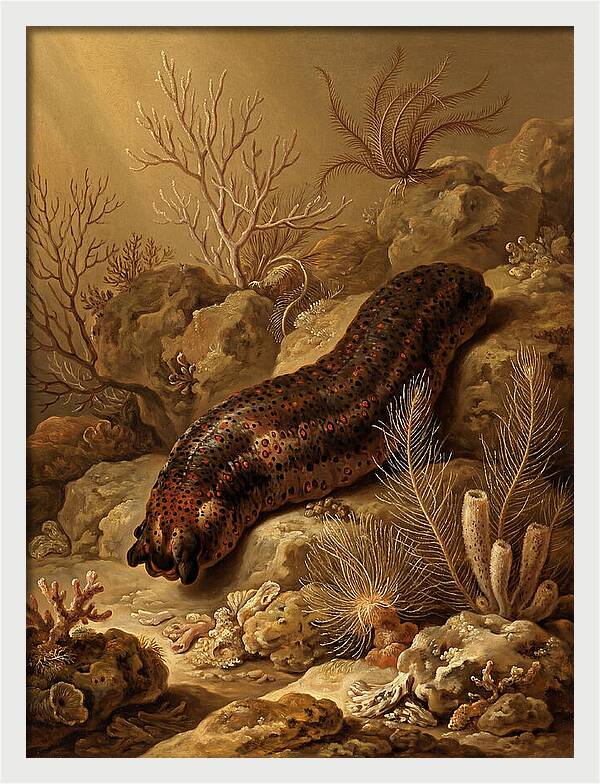 Sea Cucumber Among Coral Reefs