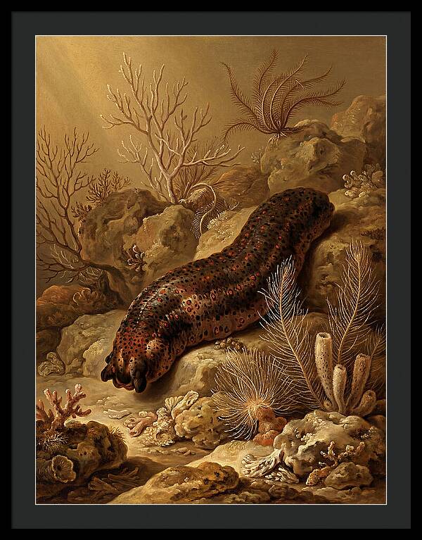 Sea Cucumber Among Coral Reefs