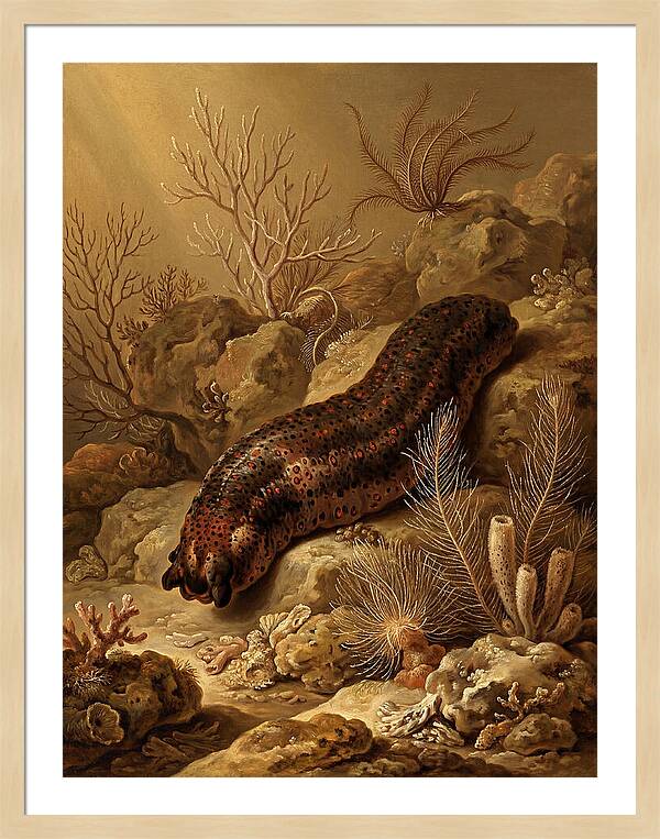 Sea Cucumber Among Coral Reefs