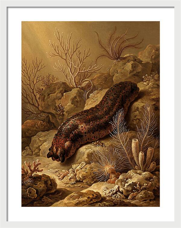 Sea Cucumber Among Coral Reefs