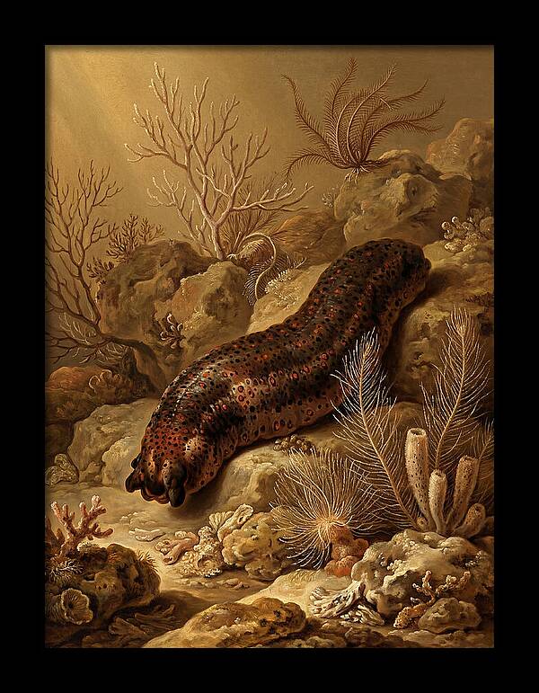 Sea Cucumber Among Coral Reefs