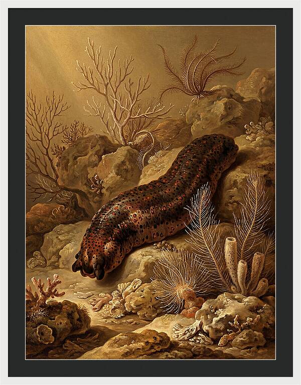 Sea Cucumber Among Coral Reefs
