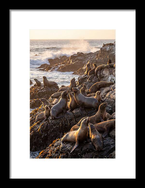 Sea Lions Relaxing At Sunset