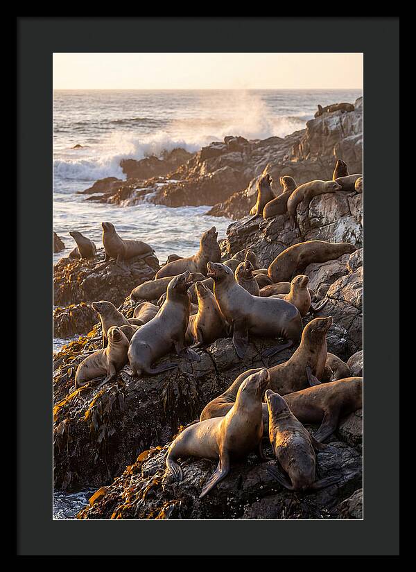 Sea Lions Relaxing At Sunset