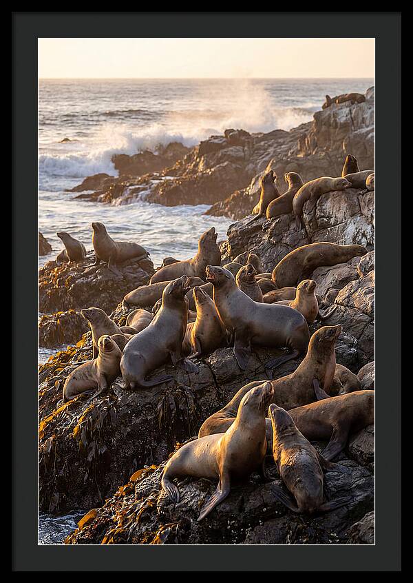 Sea Lions Relaxing At Sunset
