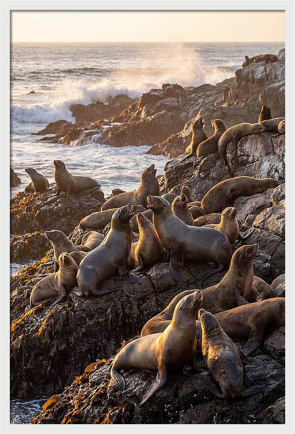 Sea Lions Relaxing At Sunset