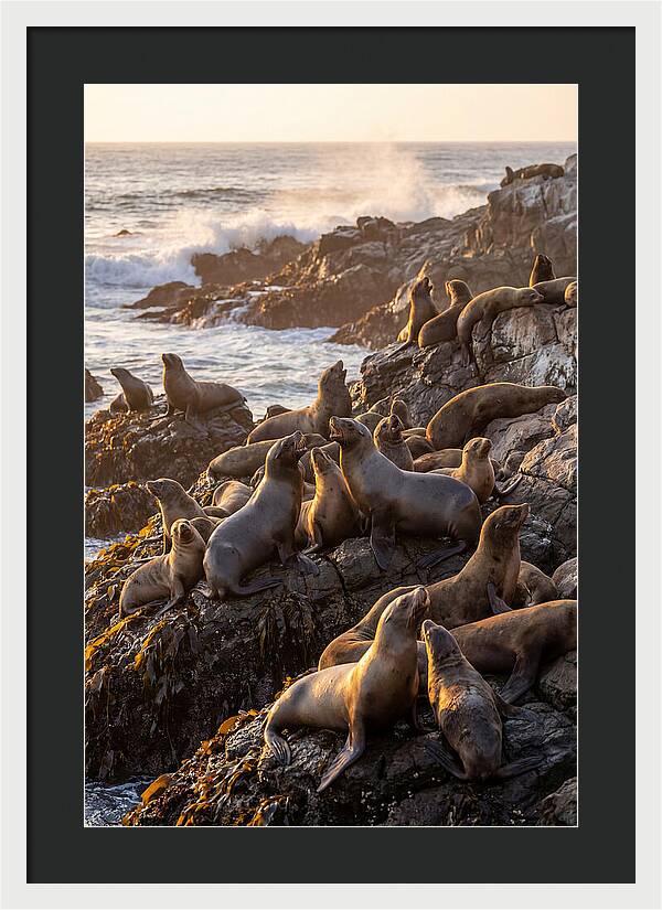 Sea Lions Relaxing At Sunset