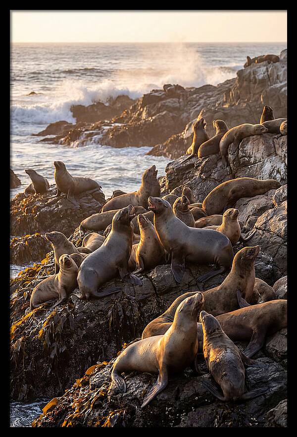 Sea Lions Relaxing At Sunset